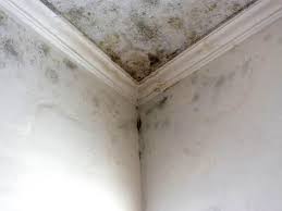 Best Mold Damage Restoration  in Lawtey, FL