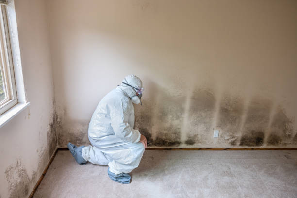 Best Mold Odor Removal Services  in Lawtey, FL